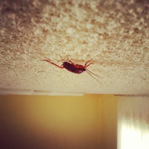 Cockroaches have the amazingly disgusting ability to walk/sit/lay on the ceiling and taunt you.  