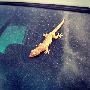 This little guy rode on our windshield all over town, 